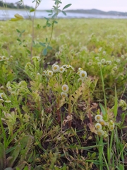 Plagiocheilus tanacetoides