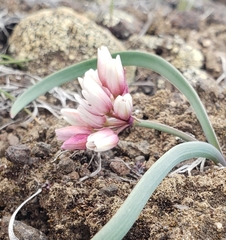 Allium scilloides