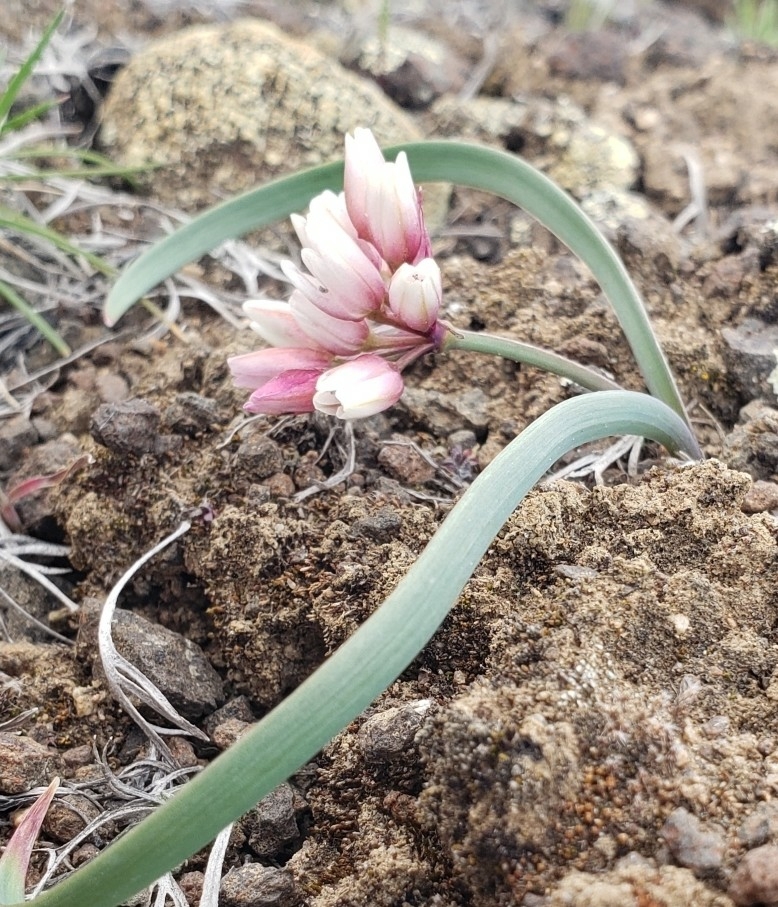 Allium scilloides