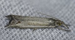Raphiptera argillaceellus