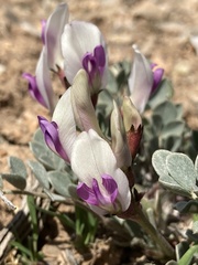 Astragalus chamaeleuce