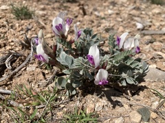 Astragalus chamaeleuce