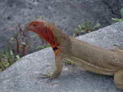 Microlophus delanonis