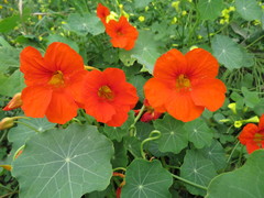Tropaeolum majus
