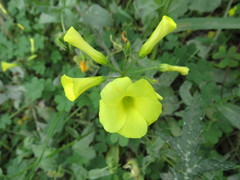 Oxalis pes-caprae