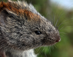 Craseomys rufocanus