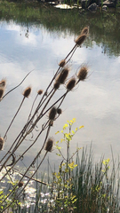 Dipsacus fullonum