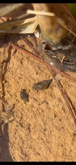 Gastropoda