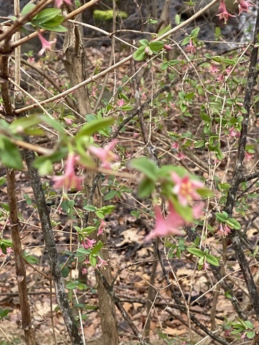 Lonicera gracilipes iNat (1)