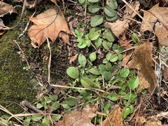 Micranthes virginiensis