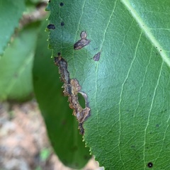 Coleophora glaucella