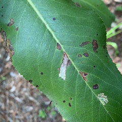 Coleophora glaucella