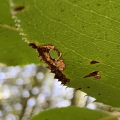 Coleophora glaucella