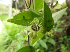 Passiflora suberosa litoralis
