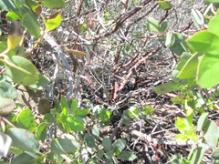 Arctostaphylos rainbowensis