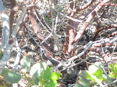 Arctostaphylos rainbowensis