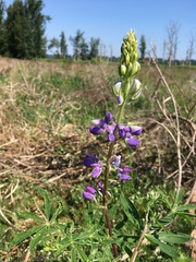 Lupinus rivularis