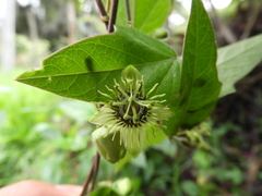 Passiflora suberosa litoralis