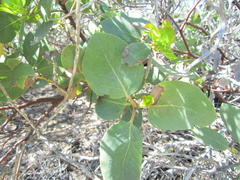 Arctostaphylos rainbowensis