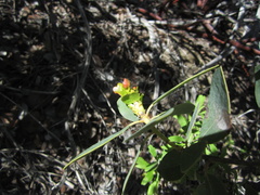 Arctostaphylos rainbowensis
