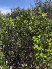 Arctostaphylos rainbowensis