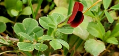 Lotus tetragonolobus