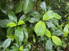 Palicourea brachiata