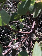 Arctostaphylos rainbowensis