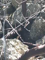 Arctostaphylos rainbowensis