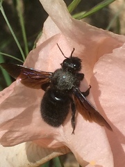 Xylocopa