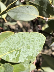 Arctostaphylos rainbowensis
