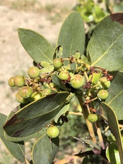 Arctostaphylos rainbowensis