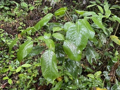 Dendropanax arboreus