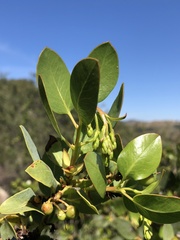 Arctostaphylos rainbowensis
