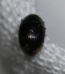 Cercyon praetextatus