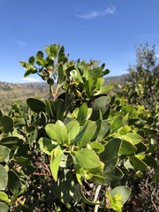 Arctostaphylos rainbowensis