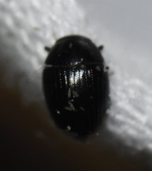 Cercyon praetextatus