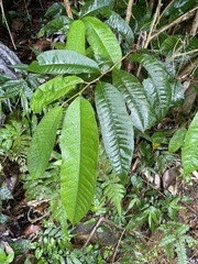 Chrysophyllum argenteum