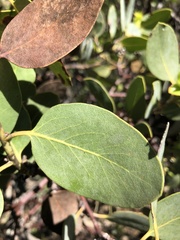 Arctostaphylos rainbowensis