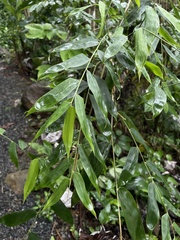 Olyra latifolia