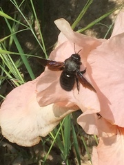Xylocopa