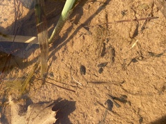 Gastropoda