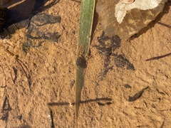 Gastropoda