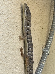 Elgaria multicarinata webbii
