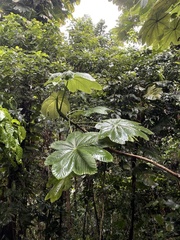 Cecropia schreberiana