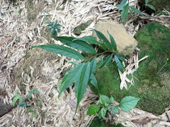 Diospyros morrisiana