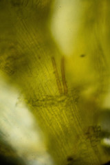 Scorpidium scorpioides