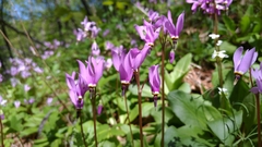 Primula fassettii