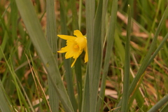 Narcissus minor asturiensis