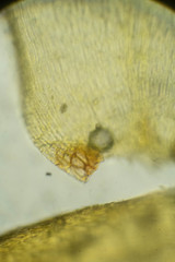 Scorpidium scorpioides